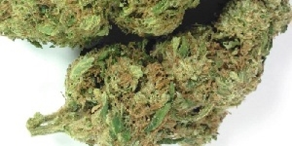 hybrid   berry white flower 1